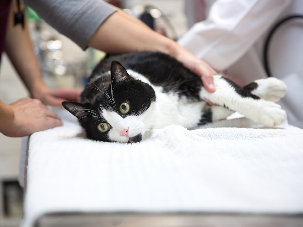 Cat on exam table