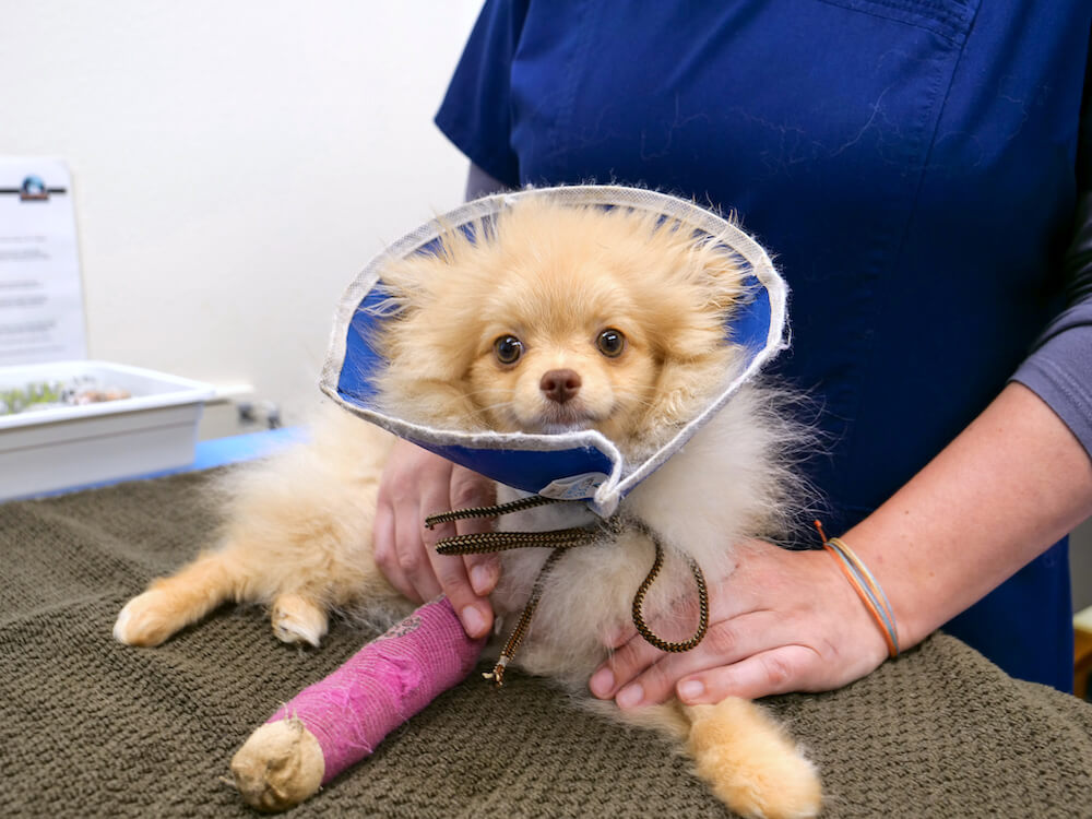 Dog with broken leg