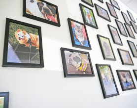 Clients Pets of Bellevue Hospital - Bellevue Veterinary Emergency and Specialty