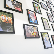 Clients Pets of Bellevue Hospital - Bellevue Veterinary Emergency and Specialty