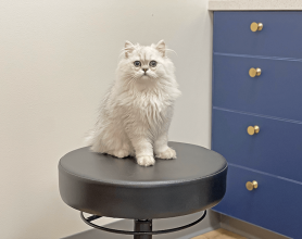 Feline Emergency Care - Bellevue Veterinary Emergency and Specialty