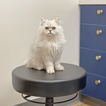 Feline Emergency Care - Bellevue Veterinary Emergency and Specialty