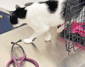 Feline Kennel Cage - Bellevue Veterinary Emergency and Specialty