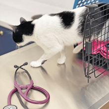 Feline Kennel Cage - Bellevue Veterinary Emergency and Specialty