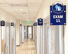Pet Exam Rooms - Bellevue Veterinary Emergency and Specialty