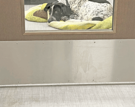 Pet Hospital Room - Bellevue Veterinary Emergency and Specialty