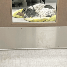 Pet Hospital Room - Bellevue Veterinary Emergency and Specialty