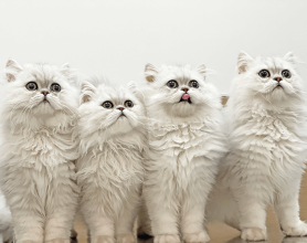 Speciality Animal Services - Bellevue Veterinary Emergency and Specialty