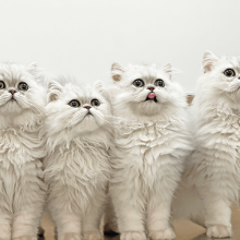 Speciality Animal Services - Bellevue Veterinary Emergency and Specialty